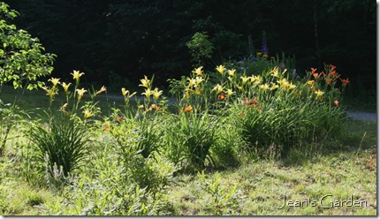 Daylilies growing along the front of my property (photo credit: Jean Potuchek)