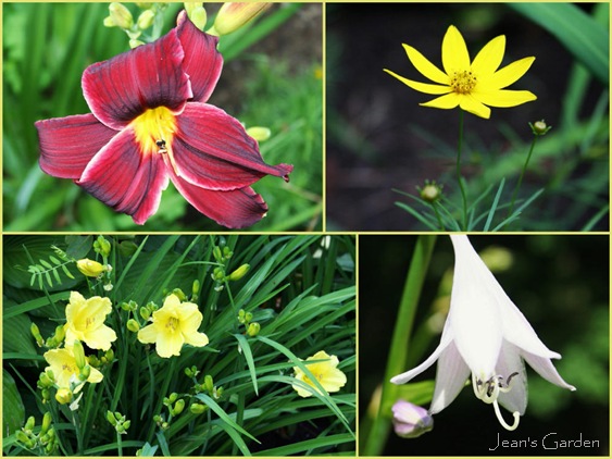 Clockwise from upper left: Unidentified red daylily, Coreopsis 'Golden Showers', hosta flower, Hemerocallis 'Happy Returns' (photo credits: Jean Potuchek)