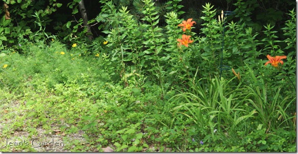 Daylilies and coreopsis naturalizing at the edge of the woods (photo credit: Jean Potuchek)
