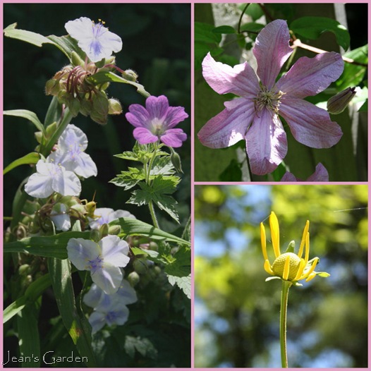 Clockwise from top right: Clematis Comtesse de Bouchaud, Rudbeckia 'Herbstonne' flower opening, Geranium endressii with Tradescantia x 'Osprey' (photo credits: Jean Potuchek)