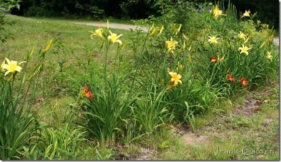 Daylilies greeting visitors in July (photo credit: Jean Potuchek)