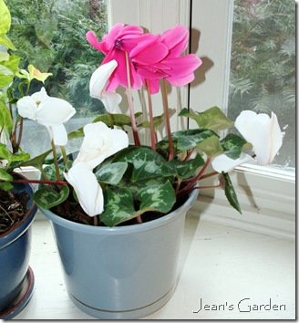 Mix of pink and white cyclamen blooming on window ledge in living room (photo credit: Jean Potuchek)