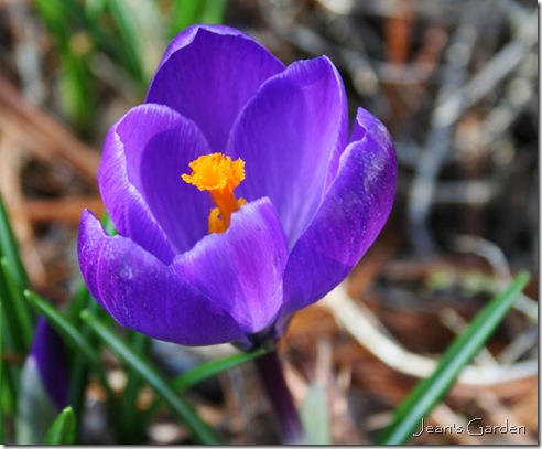 First flower of spring - Crocus (photo credit: Jean Potuchek)