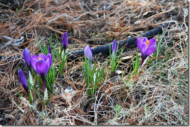 The first crocuses opening in my Gettysburg garden signal time for spring clean-up (photo credit: Jean Potuchek)