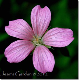 Geranium x oxonianum 'AT Johnson' (photo credit: Jean Potuchek)