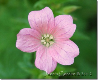 Geranium x oxonianum 'Wargrave Pink' (photo credit: Jean Potuchek)