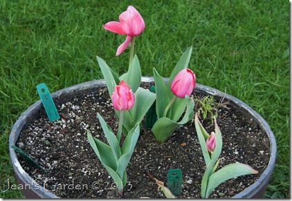 tulip experiment