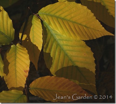 beech leaves fall colors2