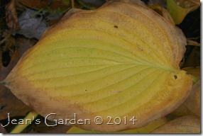 hosta gold leaf