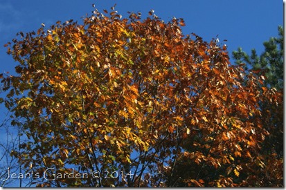 oak leaves fall sky_1