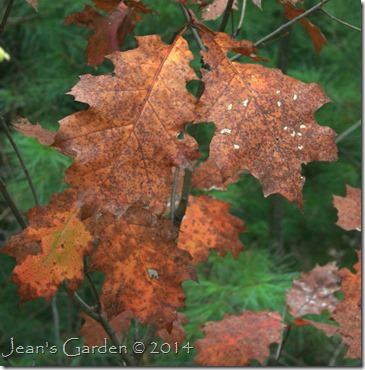 russet oak leaves_1