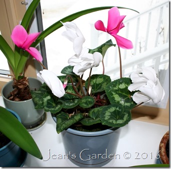 pink and white cyclamen 2016