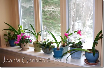 windowsill winter garden