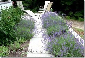 lavender walk July 2017