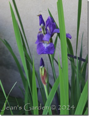 1st blue siberian iris 2024